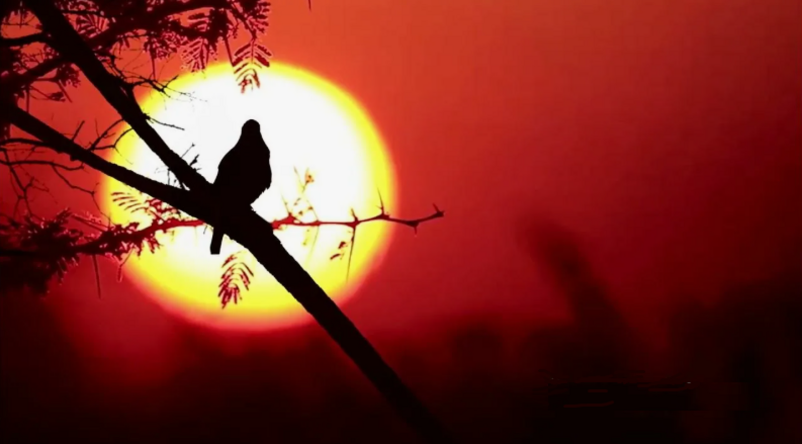 АЙ, БЫЛБЫЛЫМ